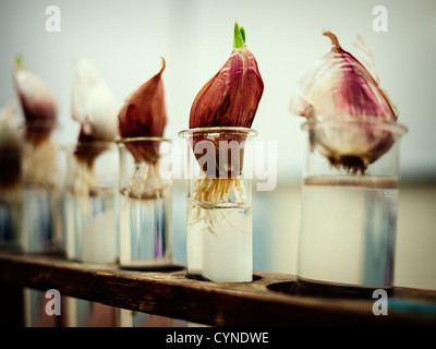 Garlic bulbs growing roots in test tubes Stock Photo