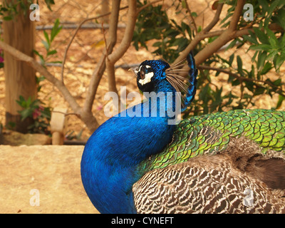 Beautiful peacock Stock Photo