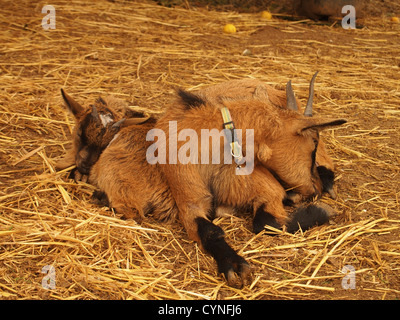 Two small goats are resting Stock Photo
