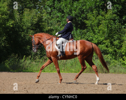 Sport Sports Male Dressage Rider and Rearing Horse in Arena Stock Photo ...