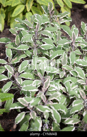 Salvia officinalis variegata (sage, also called garden sage, or common sage) Stock Photo