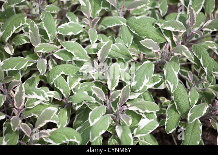 Salvia officinalis variegata (sage, also called garden sage, or common sage) Stock Photo