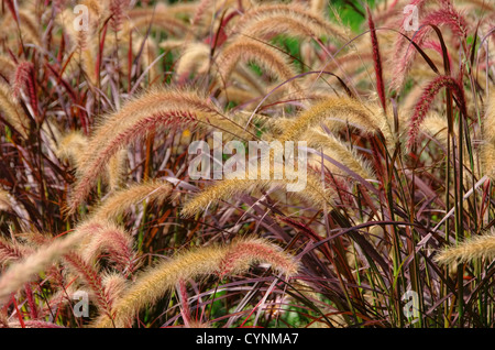 Lampenputzergras - Foxtail fountain grass 01 Stock Photo