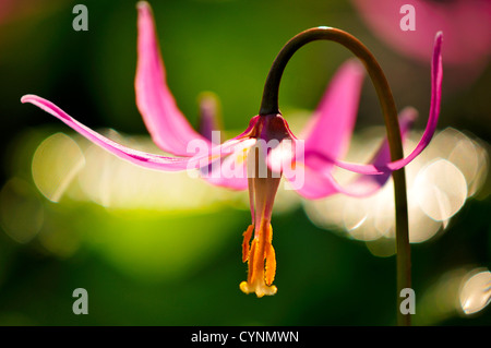 Pink fawn lily Stock Photo