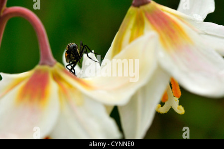 A fly perches between 2 white fawn lilies Stock Photo