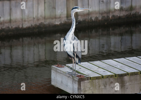 Ardea cinerea Grey Heron on jetty in harbour in Norfolk Broads England Great Britain Stock Photo
