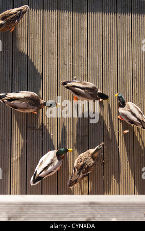 gmle2209 6194 anas platyrhynchos feeding mallard ducks on wooden decking from above Stock Photo