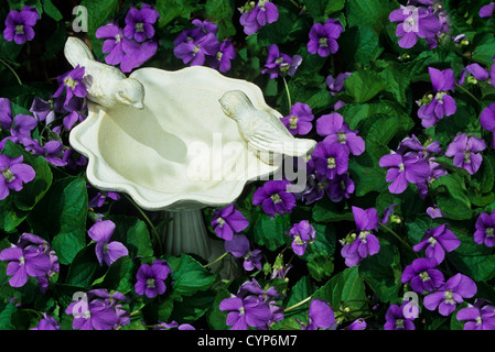 Close up colorful lavender spring wild violets, Viola sororia and a miniature white birdbath, New Jersey, USA, Us, American, violets viola sororia Stock Photo