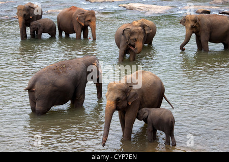Herd of elephants from Pinnawala Elephant orphanage, Kegella, Sri Lanka Stock Photo