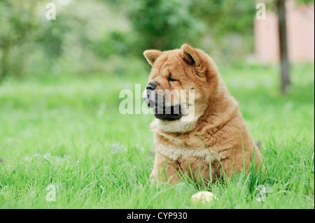 Llittle Chow chow puppy portrait in garden