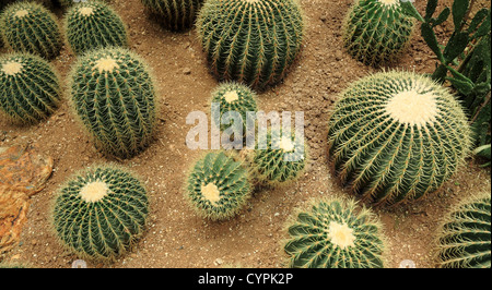 many cactaceae Stock Photo