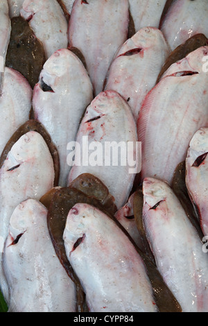 common sole (Solea solea) on market; sole commune; Seezunge Stock Photo
