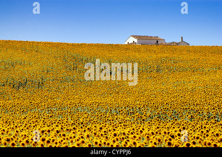 field of sunflowers in the province of Seville Andalusia Spain campo de girasoles en la provincia de sevilla andalucia españa
