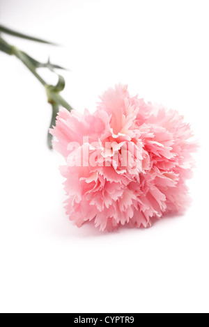 Beautiful pink carnation on a white background Stock Photo - Alamy