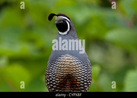 California Quail (Callipepla californica) adult male perched on a fence in Nanaimo, Vancouver Island, BC, Canada in June Stock Photo