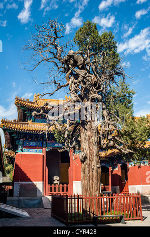 A old tree and the tone-tablet pavilions at the Confucian Temple, Beijing Stock Photo