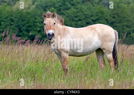 Przewalski's horse / Equus ferus przewalskii Stock Photo