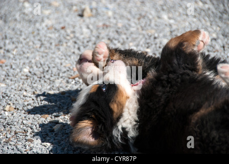 two puppies Bernese Mountain Dog playing Stock Photo