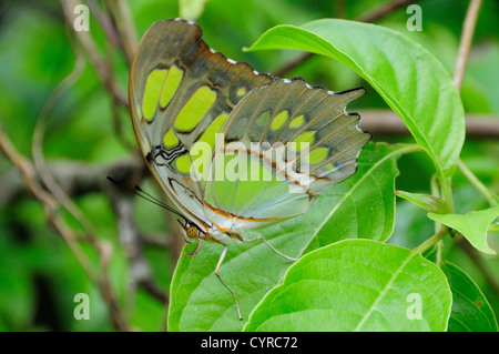 Green butterfly on leaf with folded wings in Las Juntas Botanical Gardens  Garden Plants Flora Gardens Plants Hispanic Latin Stock Photo