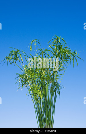 Papyrus plant (Cyperus alternifoius) Stock Photo