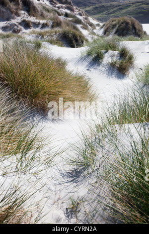 Sand Dunes mostly covered with Marram grass blowing in the breeze, Traigh Eais, Isle of Barra, Outer Hebrides, Scotland, UK Stock Photo