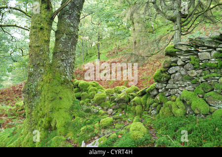 Old collapsed drystone wall covered in moss and lichen by ash tree, England, UK Stock Photo