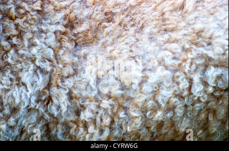 Poodle hair texture Stock Photo