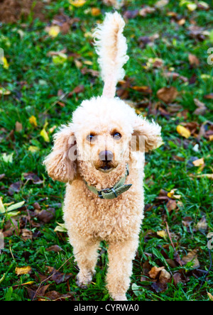 Poodle portrait Stock Photo