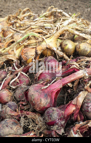 Harvested Onions drying on allotment, England UK Stock Photo