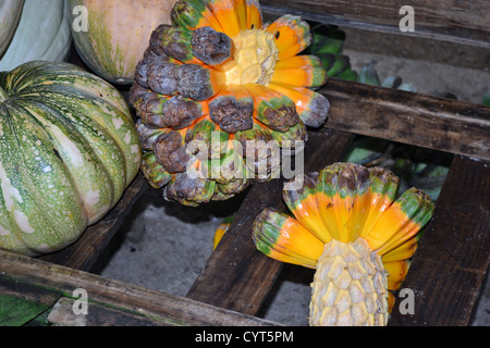 Screwpine, Pandanus sp., Local market, Pohnpei, Federated States of Micronesia Stock Photo