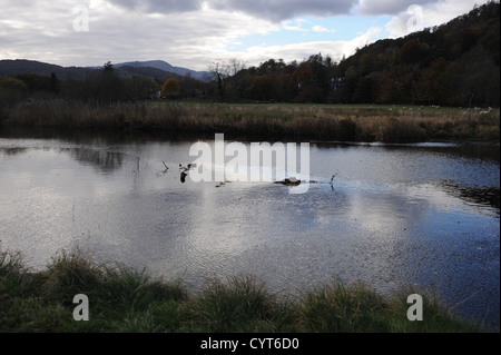 Views around Lake Windemere near Ambleside Lake District UK Stock Photo