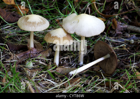 Pale Brittlestem - Psathyrella candolleana Stock Photo