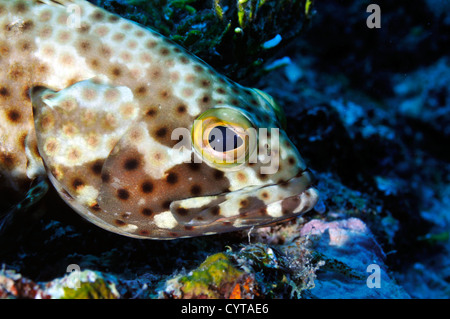 Foursaddle grouper, Epinephelus spilotoceps, Pohnpei, Federated States of Micronesia Stock Photo