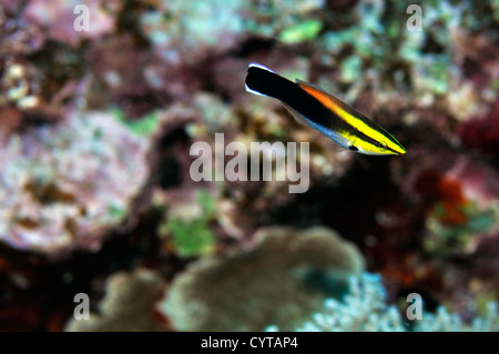 Blackspot cleaner wrasse, Labroides pectoralis, Pohnpei, Federated States of Micronesia Stock Photo