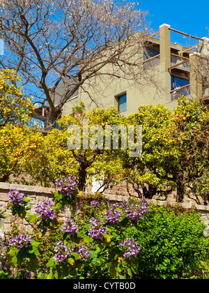 Spring plants growing in the Jardins de Miramar public gardens at Montjuic in Barcelona Catalonia Spain Stock Photo