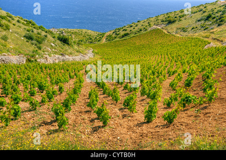 Vineyards, southern coast of Hvar, Croatia
