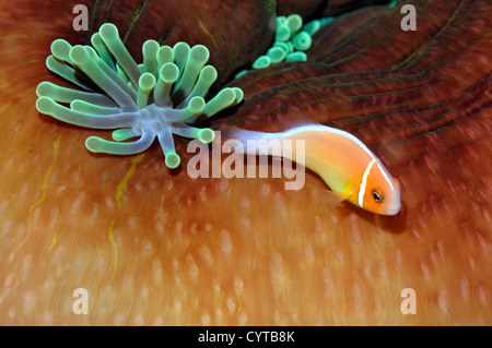 Pink anemonefish, Amphiprion periderion, in host anemone, Pohnpei, Federated States of Micronesia Stock Photo