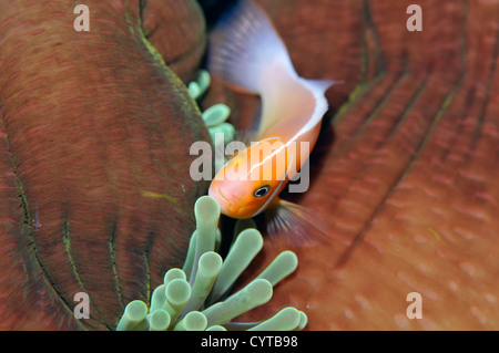 Pink anemonefish, Amphiprion periderion, in host anemone, Pohnpei, Federated States of Micronesia Stock Photo