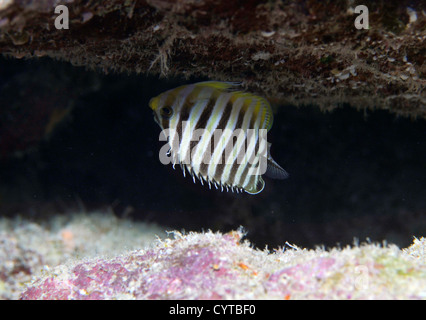 Eight-banded butterflyfish, Chaetodon octofasciatus, Pohnpei, Federated States of Micronesia Stock Photo