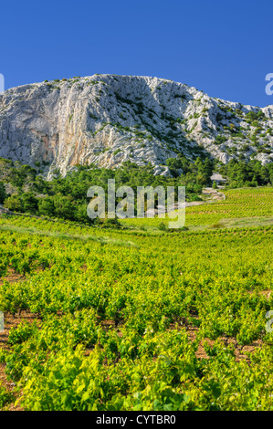 Vineyards, southern coast of Hvar, Croatia Stock Photo