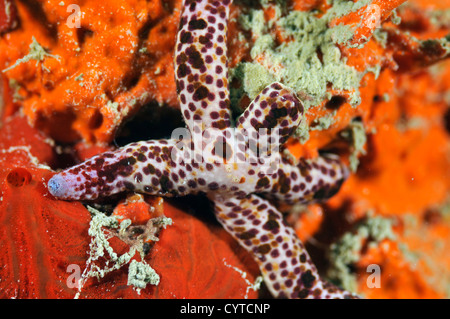 Sea star, Linckia multifora, Pohnpei, Federated States of Micronesia Stock Photo
