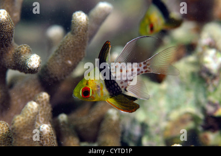 Pajama cardinalfish, Sphaeramia nematoptera, Pohnpei, Federated States of Micronesia Stock Photo