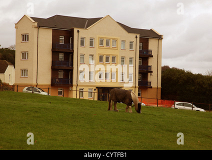 Newly refurbished block of flats in Burlias, Swansea, South Wales. Complete with house grazing on the parkland in front Stock Photo