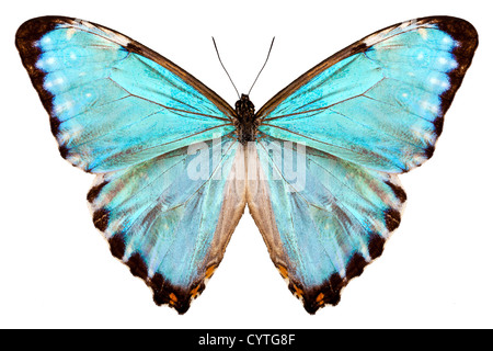 butterfly-species-morpho-