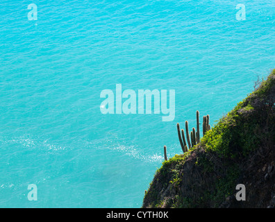 Pipe cactus plants on headland of Fort Amsterdam overlooking ocean near Philipsburg Sint Maarten Stock Photo