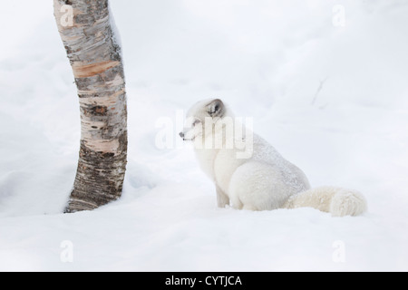 Captive Arctic Fox  (Vulpes lagopus) formerly known as Alopex lagopus, in Polar Zoo, Bardu, Norway, Europe Stock Photo