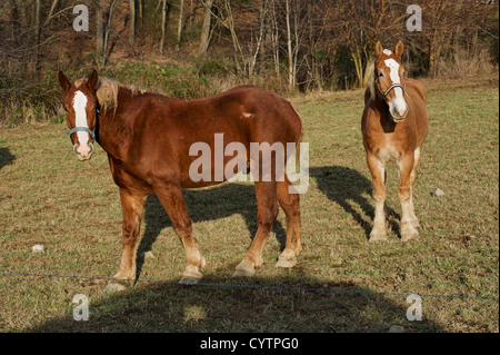 Two horses in a pasture in Holmes County Ohio Stock Photo