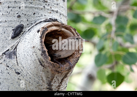 House Wren perching at Nest Cavity