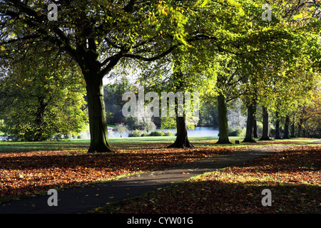 Trees, Abington Park, Northampton, Northamptonshire, England, UK Stock Photo