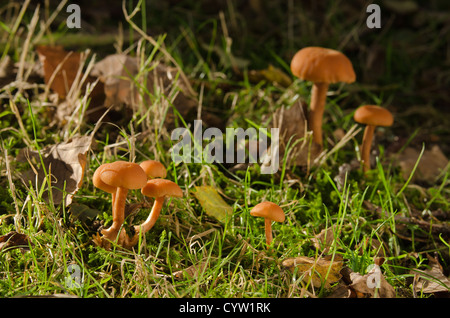 Mycena bright orange mushroom amongst blades of grass and autumn leaves on ground beneath birch Stock Photo